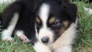 Jolly Rancher the puppy